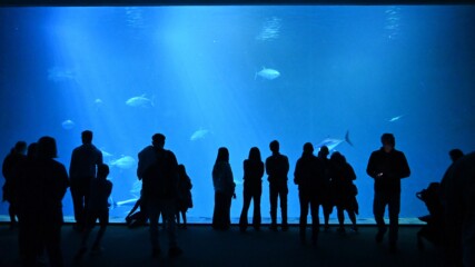 A row of silhouetted people standing in front of a giant window looking into a deep blue coloured tank full of ocean fish.