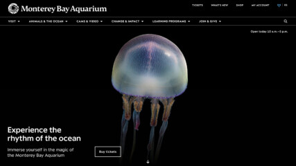 Screenshot of the home page depicting a jellyfish floating in the depths of the ocean.