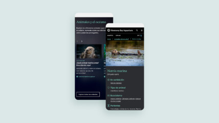 Two overlapping mobile screenshots showing sea otter pages with the supporting text demonstrating the site has Spanish language support.