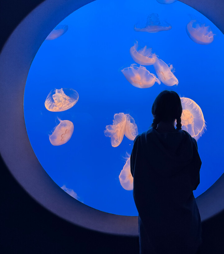 A person in front of a jellyfish tank at the Monterey Bay Aquarium.